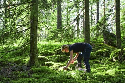 Nainen havumetsässä kumartuneena keräämään marjoja.