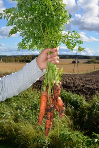 Porkkananippu nostettu maasta. Taustalla peltomaisema.