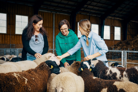 Hymyilevä naiskolmikko rapsuttamassa lampaita.